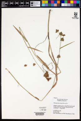Fuirena breviseta image