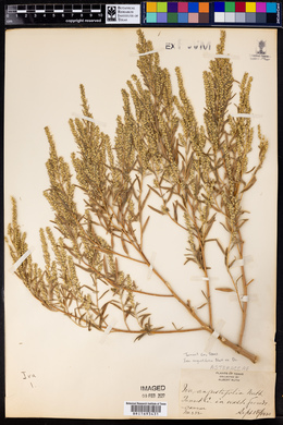 Iva angustifolia image