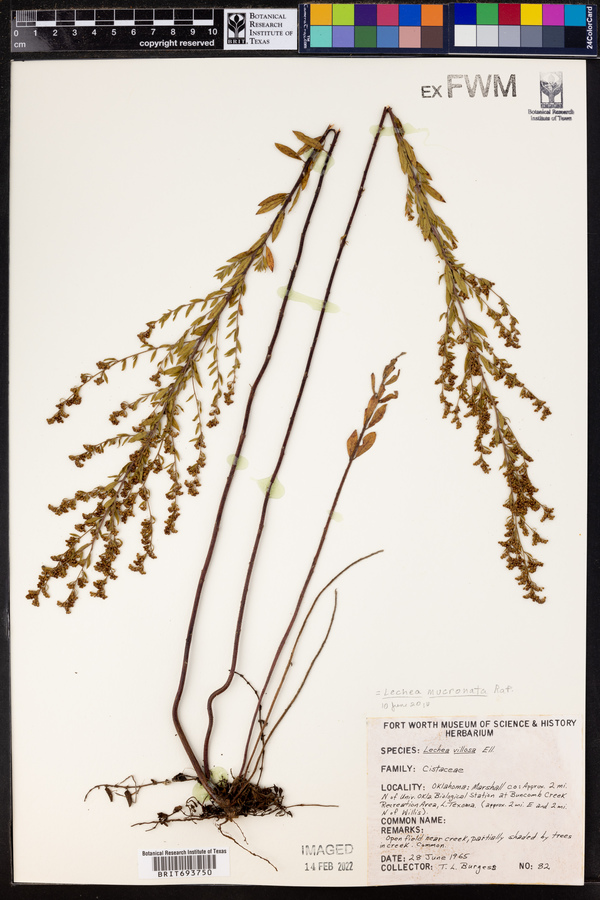 Lechea mucronata image