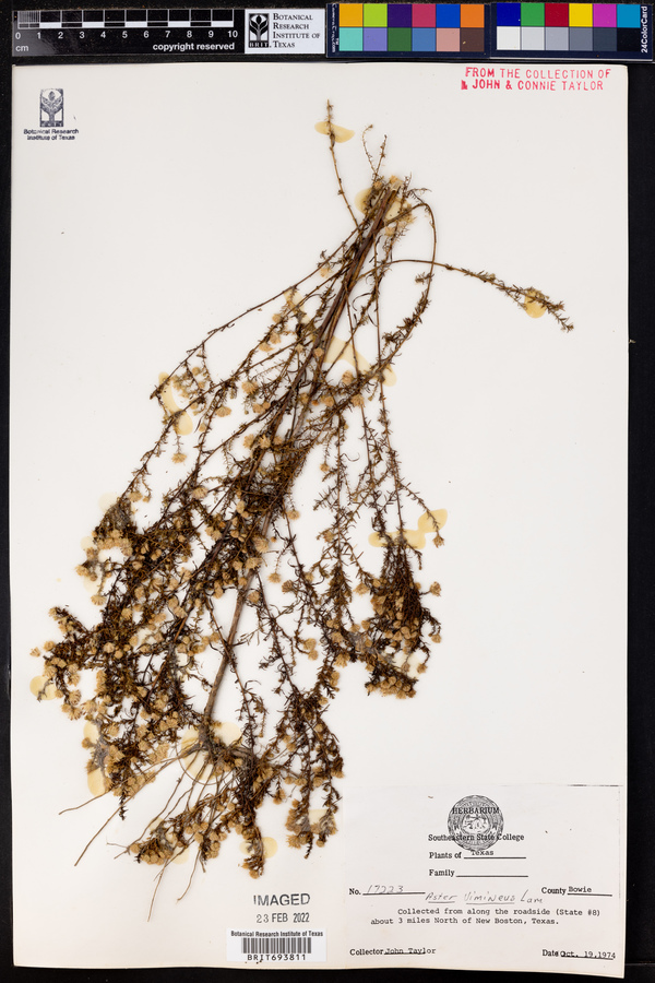 Symphyotrichum racemosum var. subdumosum image