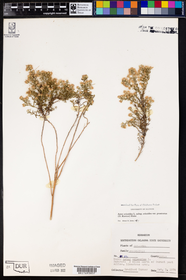 Symphyotrichum ericoides var. ericoides image