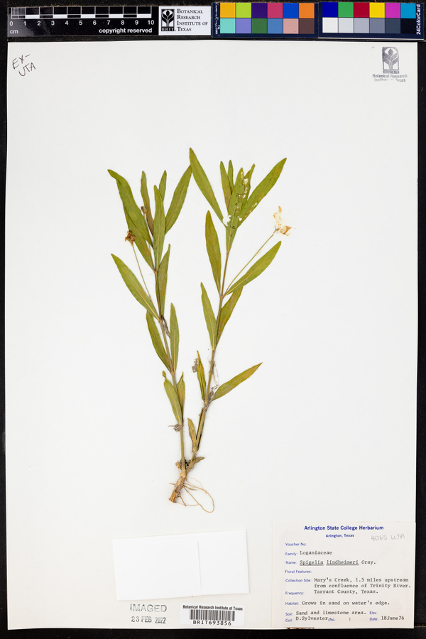 Spigelia lindheimeri image