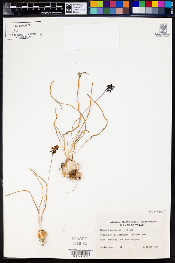 Muscari neglectum image