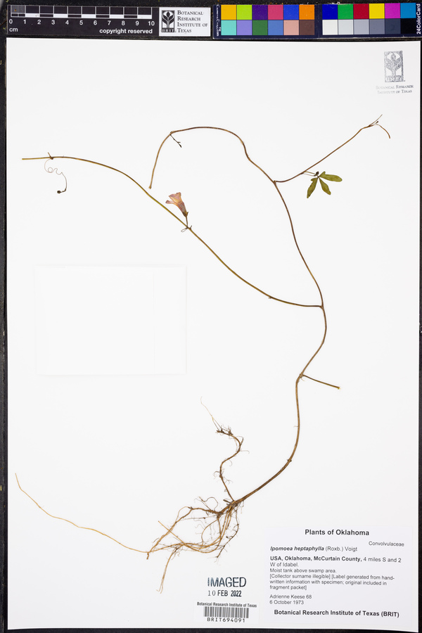 Ipomoea wrightii image