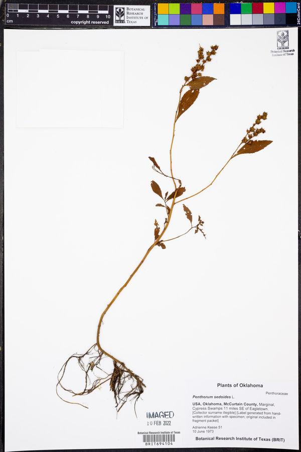 Penthorum sedoides image