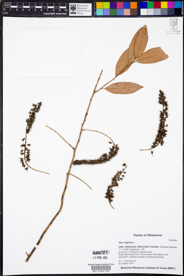 Itea virginica image