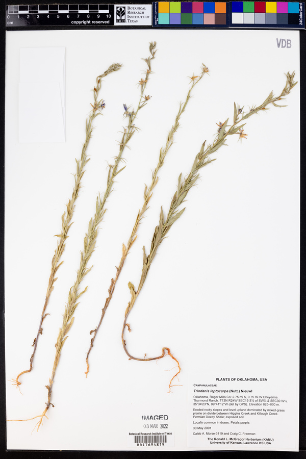 Triodanis leptocarpa image