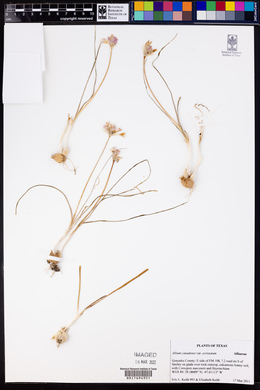 Allium canadense var. ecristatum image