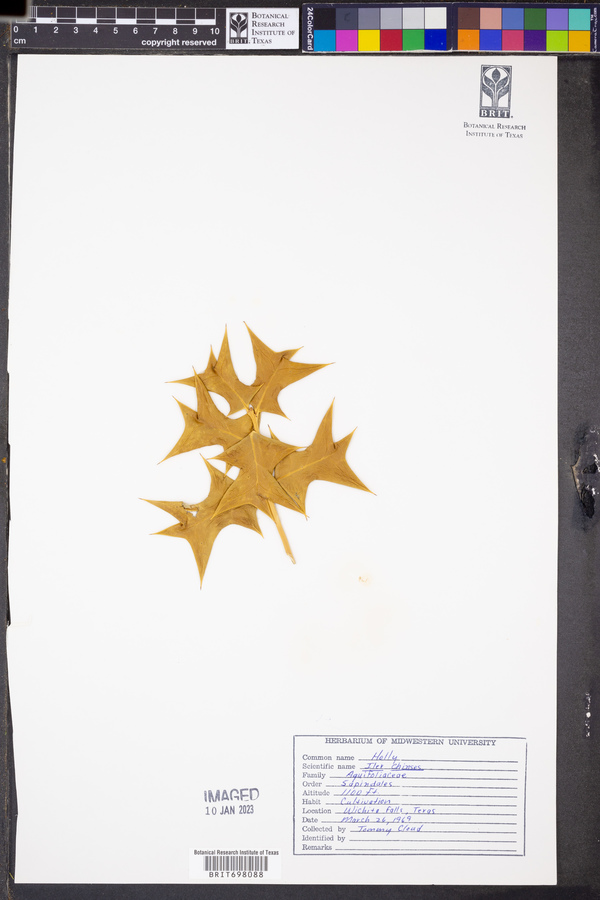 Ilex chinensis image