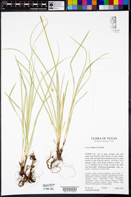 Carex willdenowii image