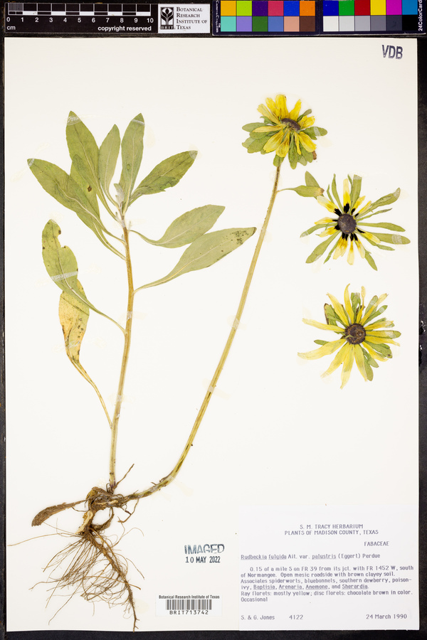 Rudbeckia fulgida var. palustris image