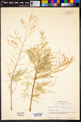 Tamarix aralensis image