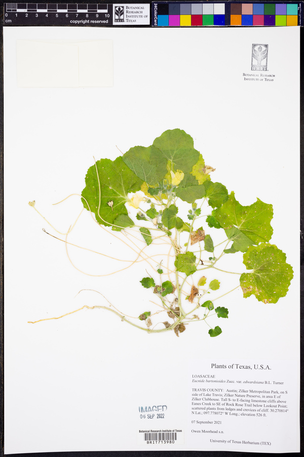 Eucnide bartonioides var. edwardsiana image