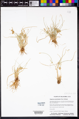 Cyperus acuminatus image