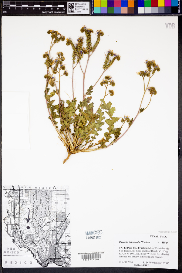 Phacelia intermedia image