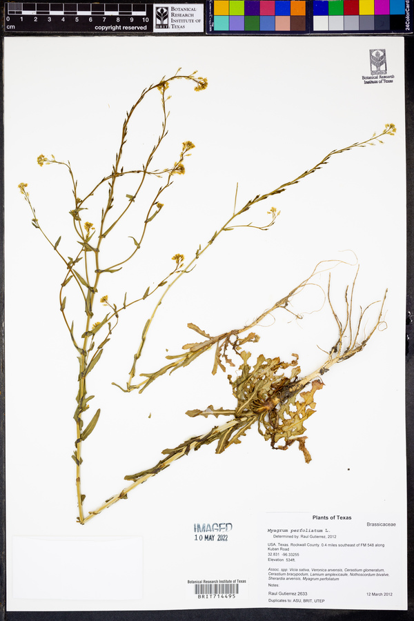Myagrum perfoliatum image