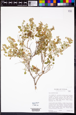 Salvia ballotiflora image