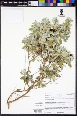 Leucophyllum frutescens image