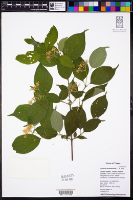 Cornus drummondii image