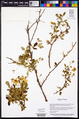 Rubus trivialis image