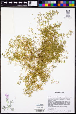 Leucospora multifida image