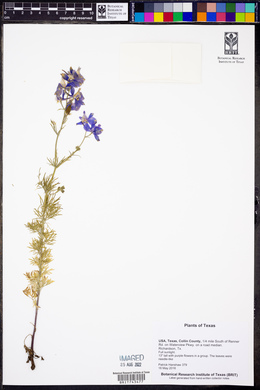 Delphinium carolinianum image