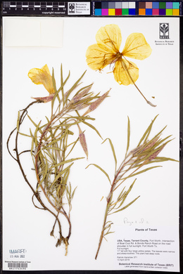 Oenothera macrocarpa image