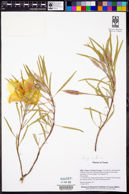 Oenothera macrocarpa image