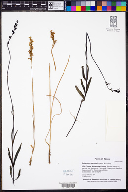 Spiranthes vernalis image