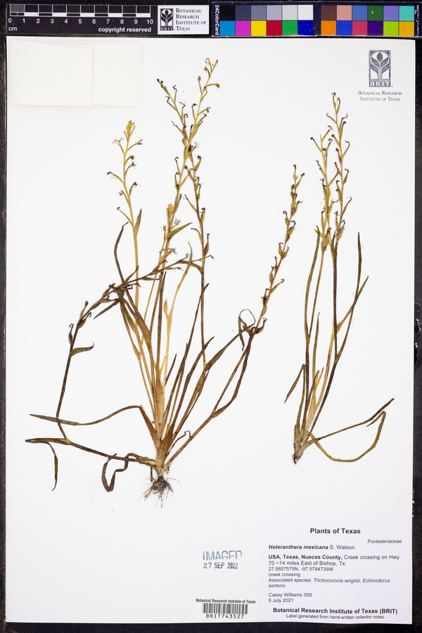 Heteranthera mexicana image