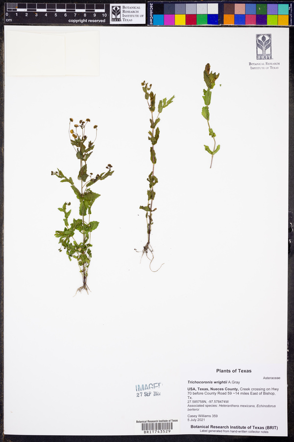 Trichocoronis wrightii image