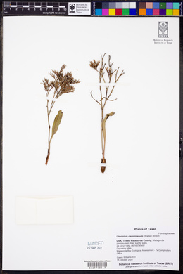 Limonium carolinianum image