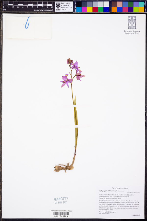Calopogon oklahomensis image