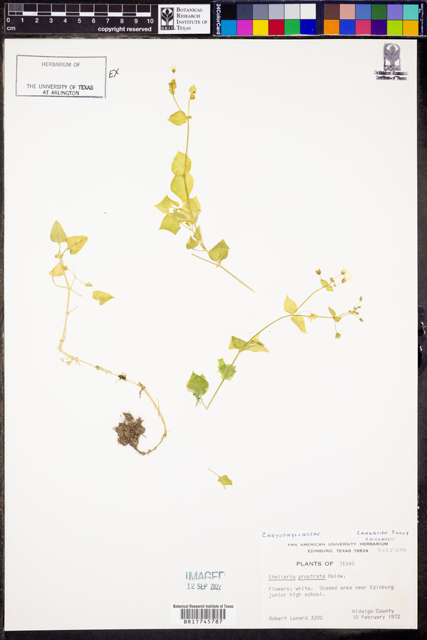 Stellaria prostrata image