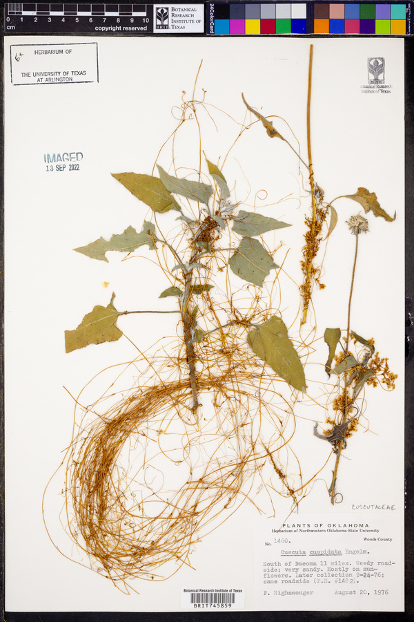 Cuscuta cuspidata image
