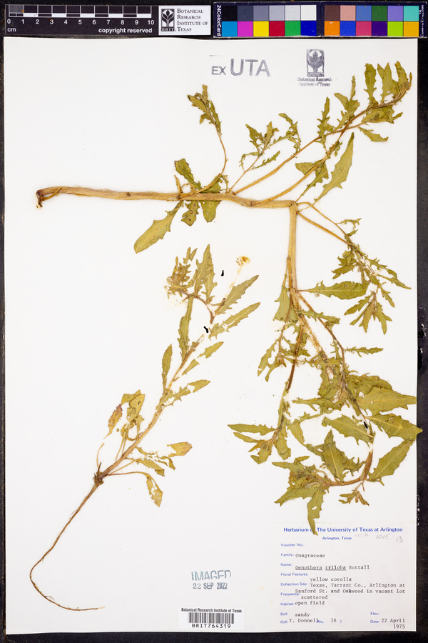 Oenothera triloba image