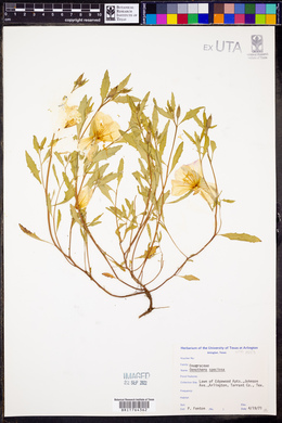 Oenothera speciosa image