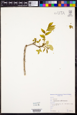 Zanthoxylum clava-herculis image