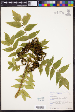 Zanthoxylum clava-herculis image