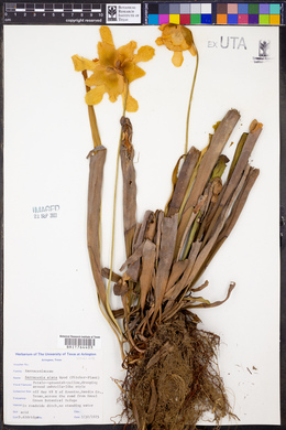 Sarracenia alata image