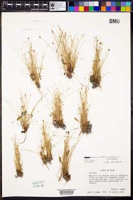 Scirpus cernuus var. californicus image