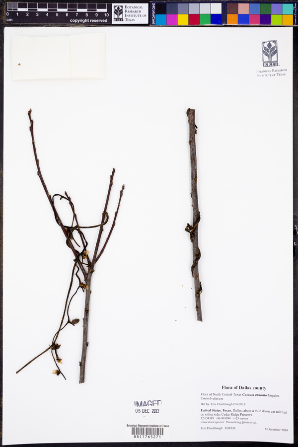 Cuscuta exaltata image