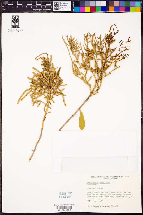 Salicornia virginica image