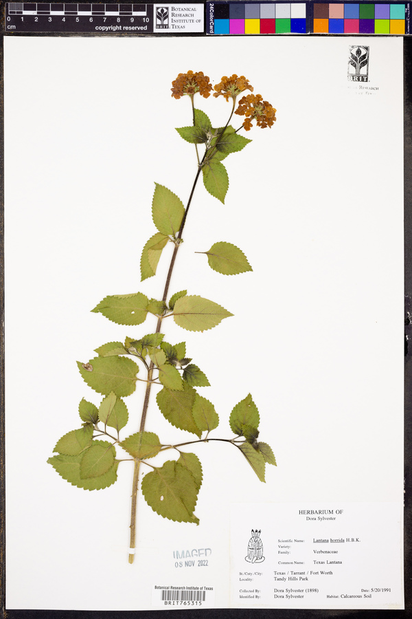 Lantana horrida image