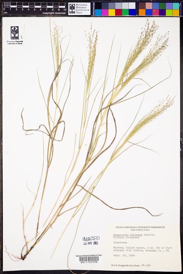 Eragrostis silveana image