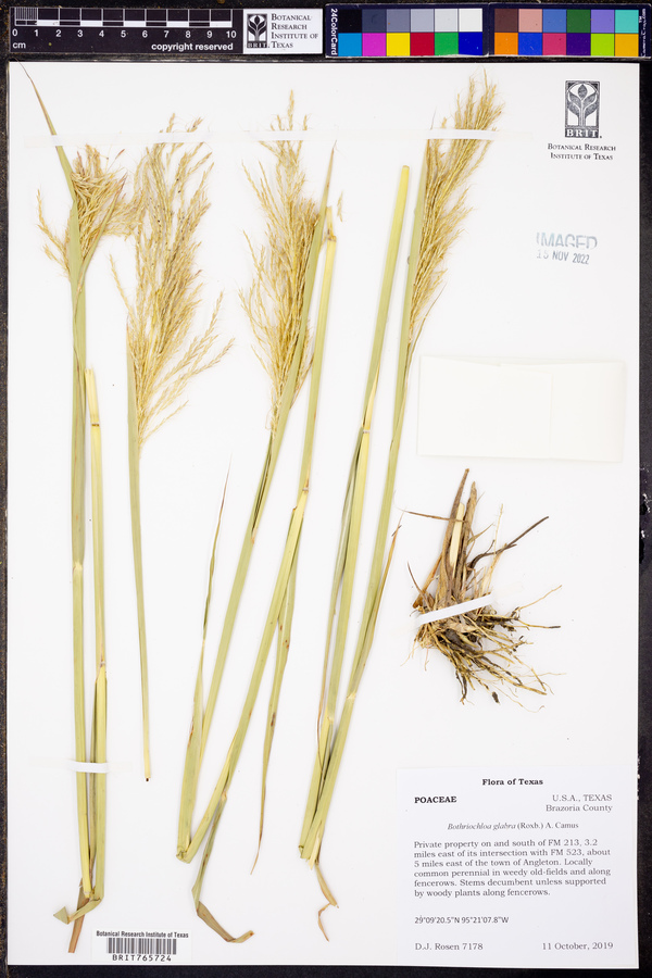 Bothriochloa glabra image
