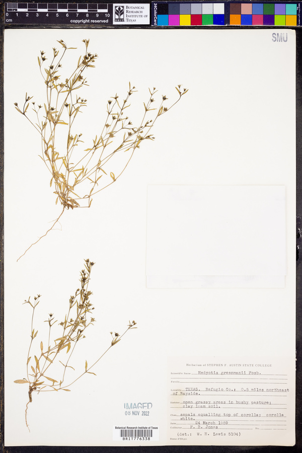 Hedyotis greenmanii image