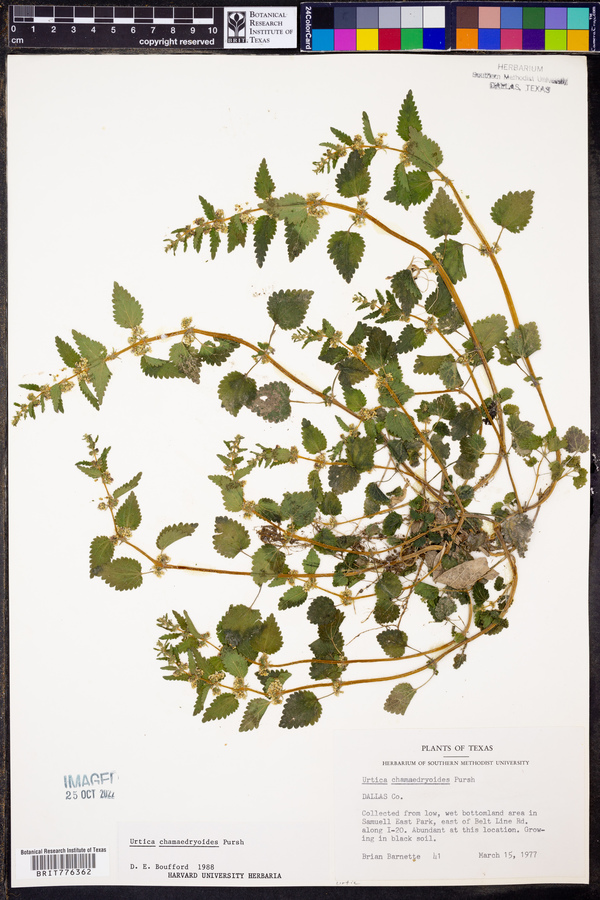 Urtica chamaedryoides image