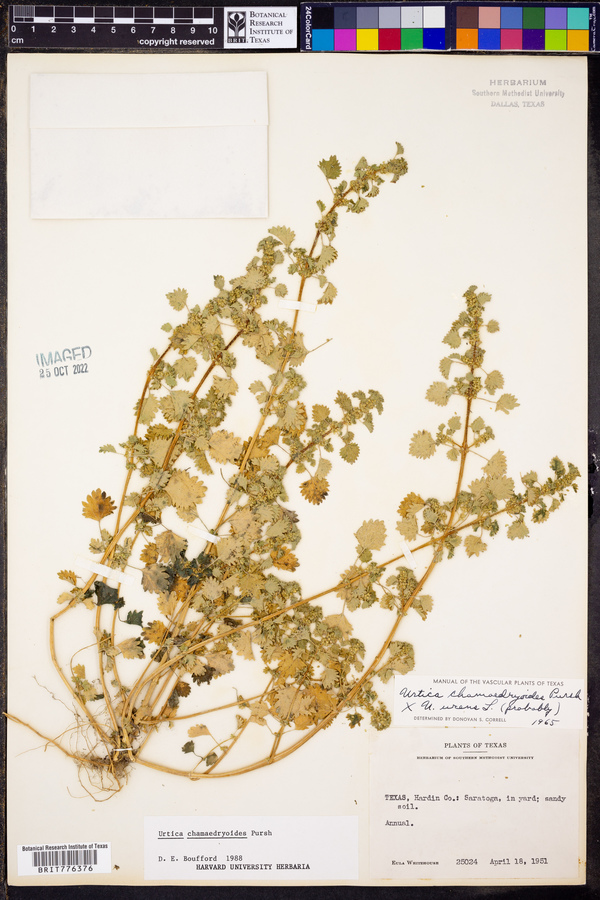 Urtica chamaedryoides image