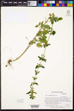 Urtica chamaedryoides image